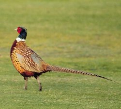 Fagiano (Phasianus colchicus)