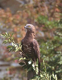 Falco Pecchiaiolo (Pernis apivorus)