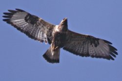 Poiana (Buteo buteo)